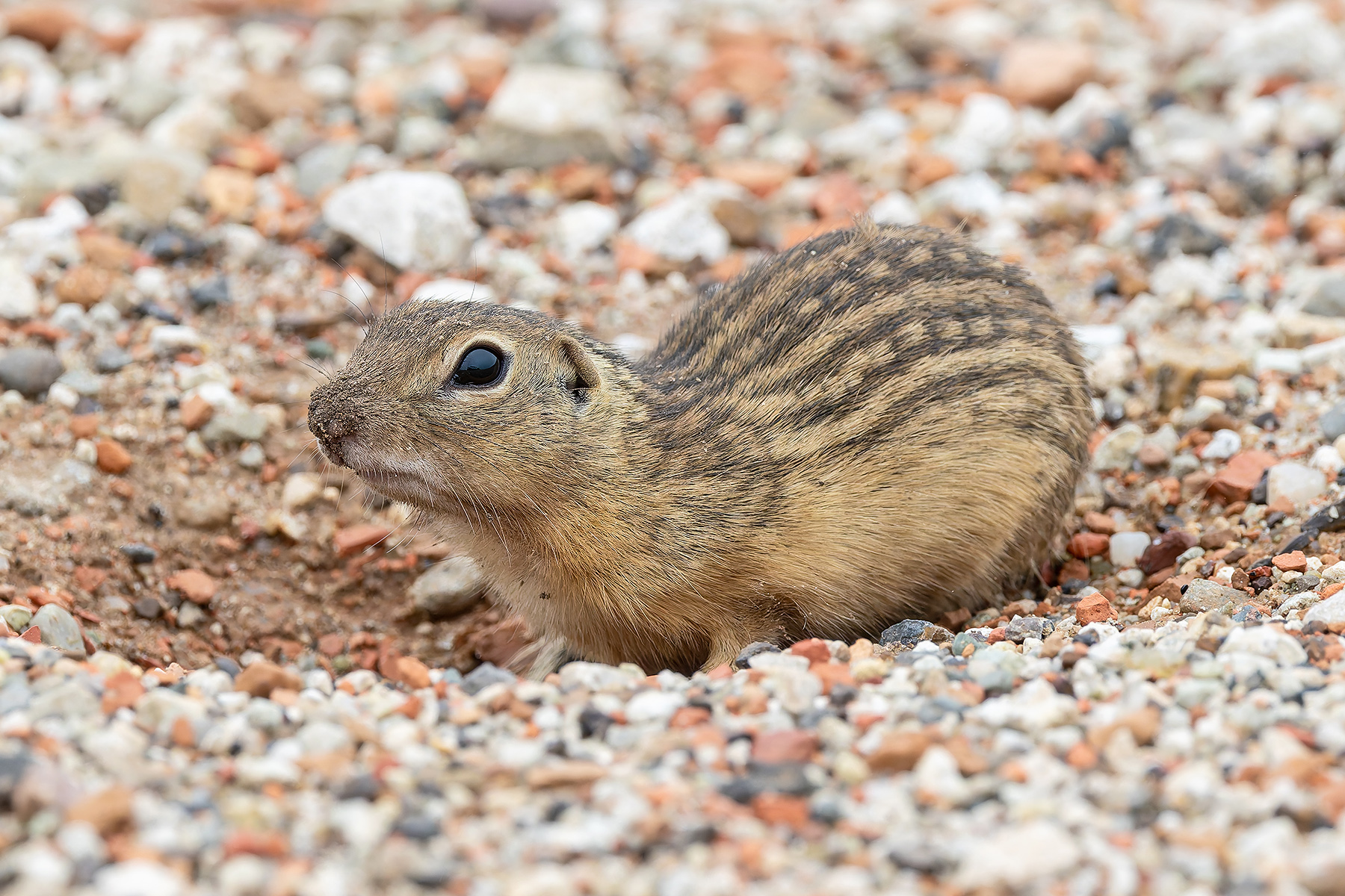 Thirteen-lined Ground Squirrel (image by Pete Morris)