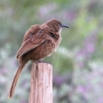 Tibetan Babax (image by Hannu Jännes)