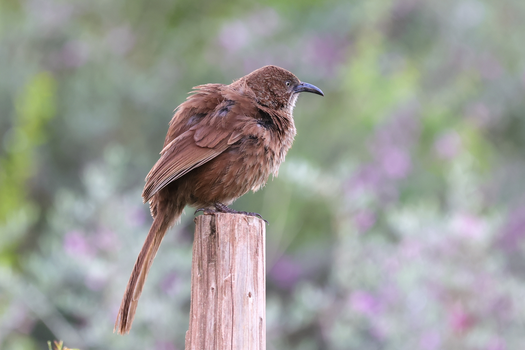 Tibetan Babax (image by Hannu Jännes)