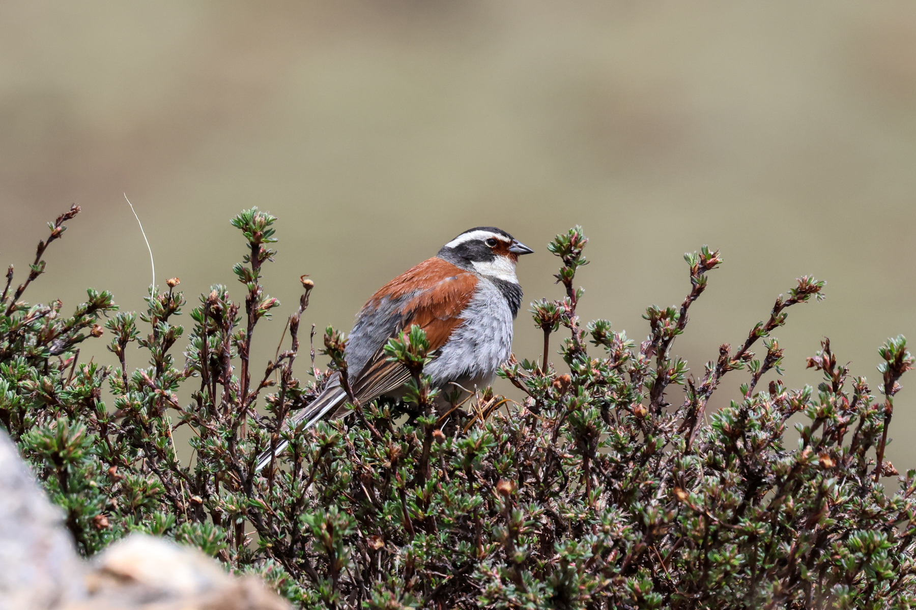Tibetan Bunting (image by Hannu Jännes)