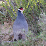 Tibetan Eared Pheasant (image by Hannu Jännes)