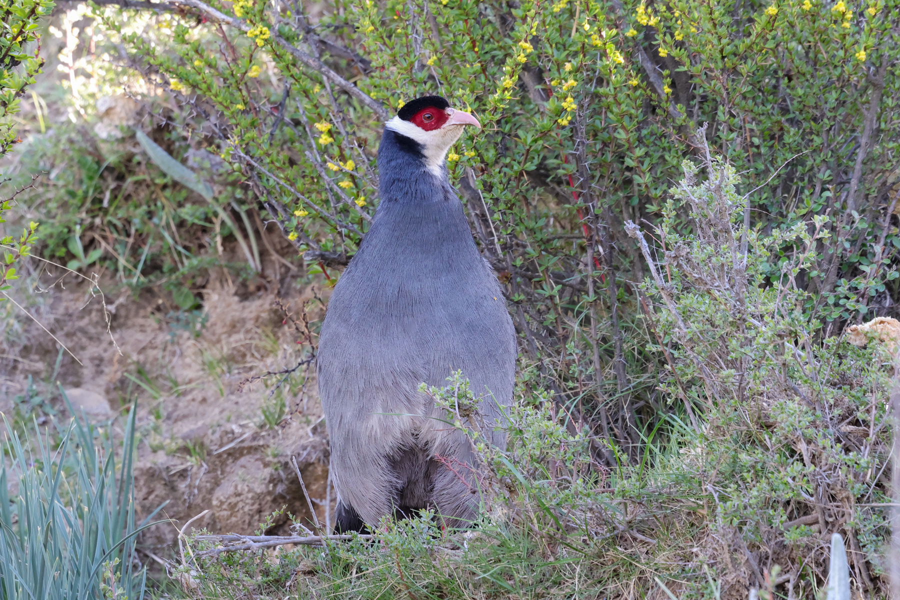 Tibetan Eared Pheasant (image by Hannu Jännes)