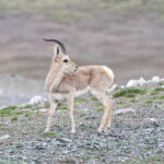 Tibetan Gazelle (image by Hannu Jännes)