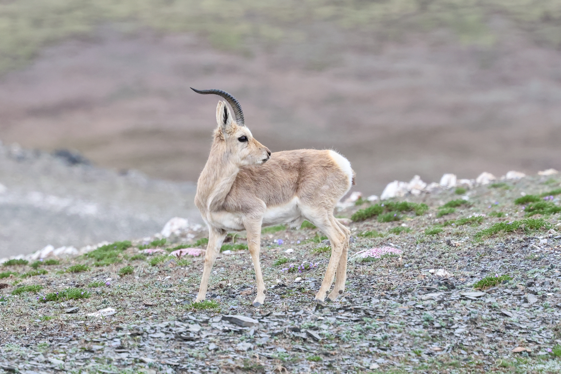 Tibetan Gazelle (image by Hannu Jännes)