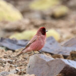 Tibetan Rosefinch (image by Hannu Jännes)