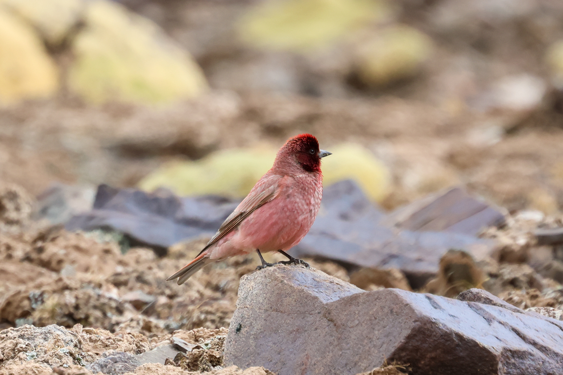 Tibetan Rosefinch (image by Hannu Jännes)