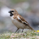 Tibetan Snowfinch (image by Hannu Jännes)