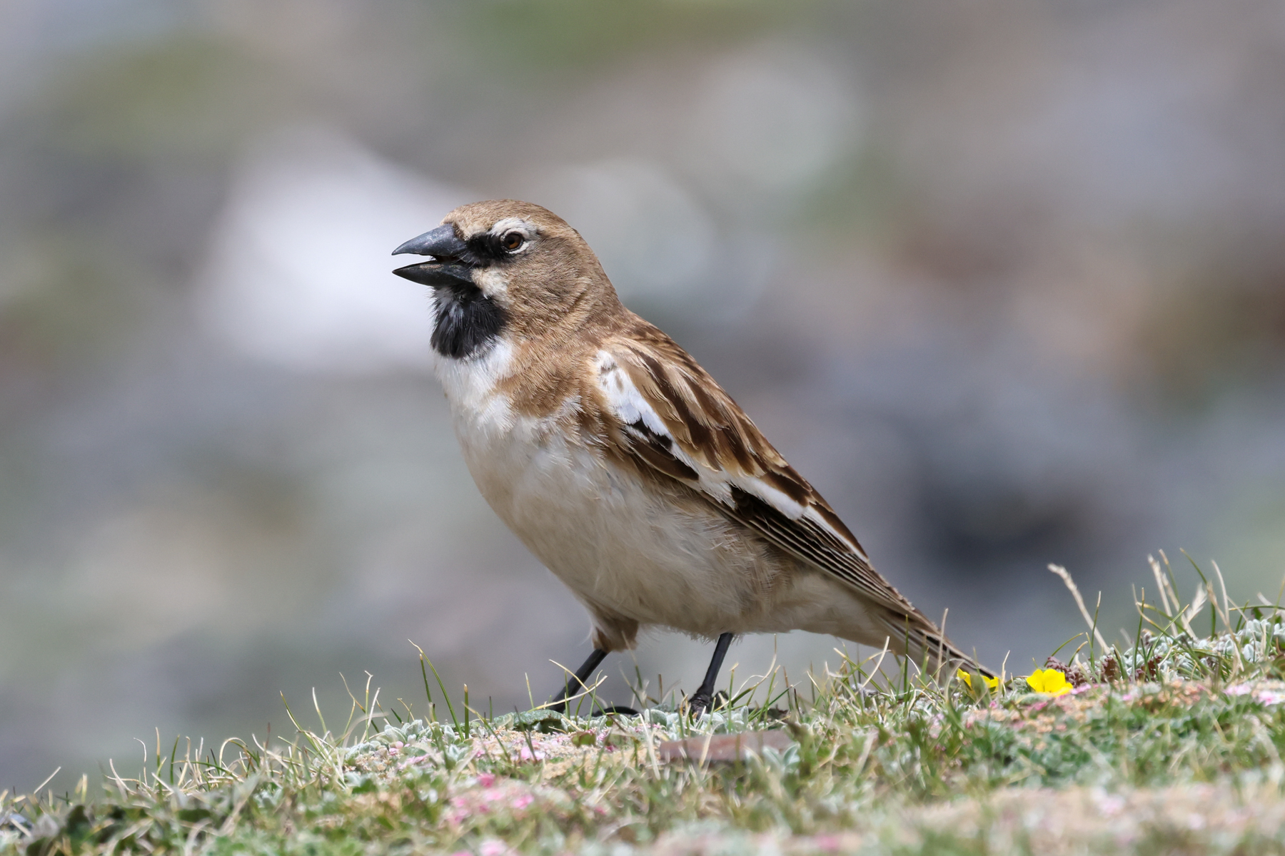 Tibetan Snowfinch (image by Hannu Jännes)