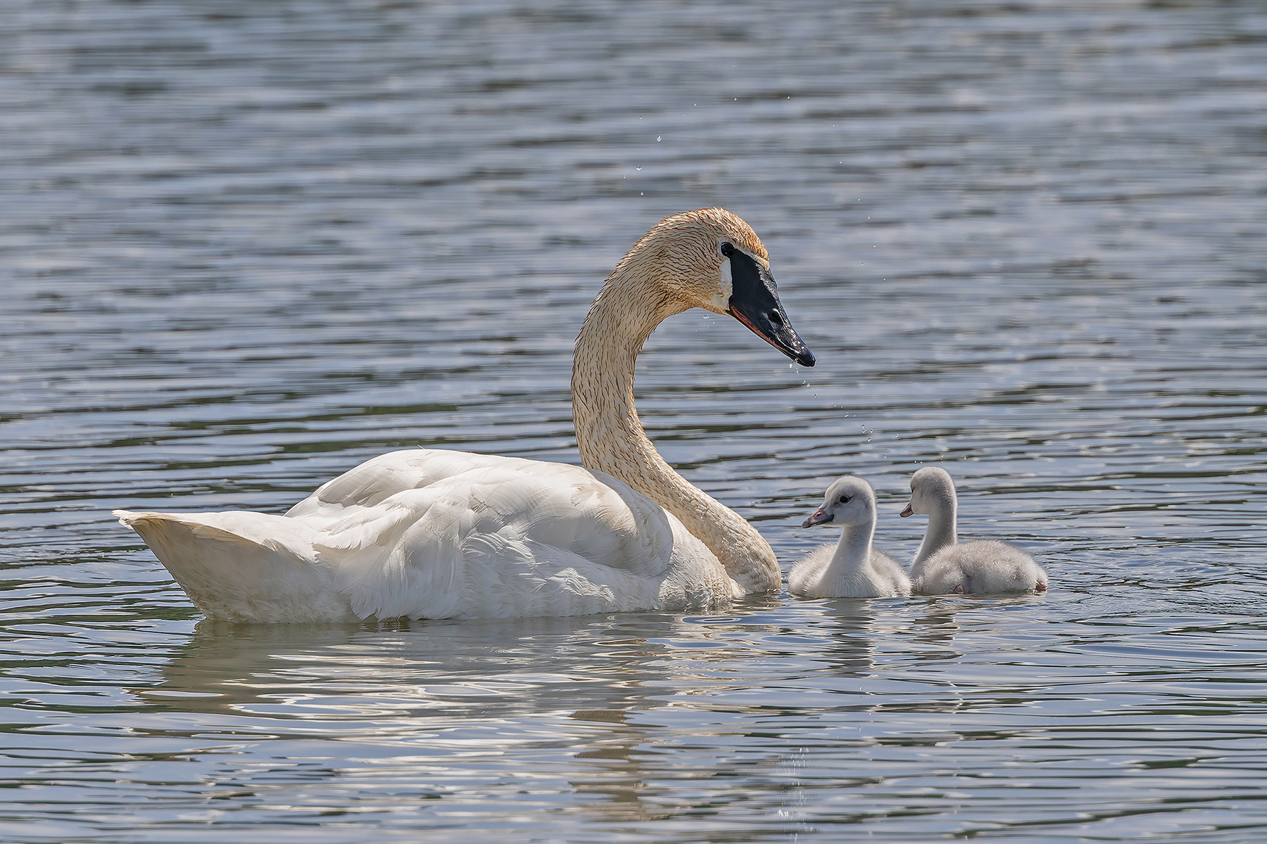 Trumpeter Swan family (image by Pete Morris)