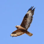 Upland Buzzard (image by Hannu Jännes)