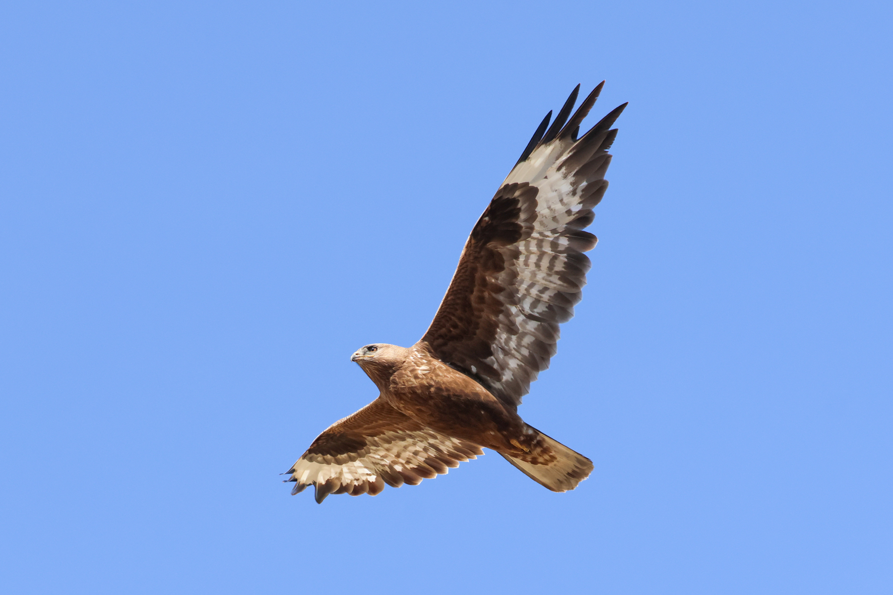 Upland Buzzard (image by Hannu Jännes)