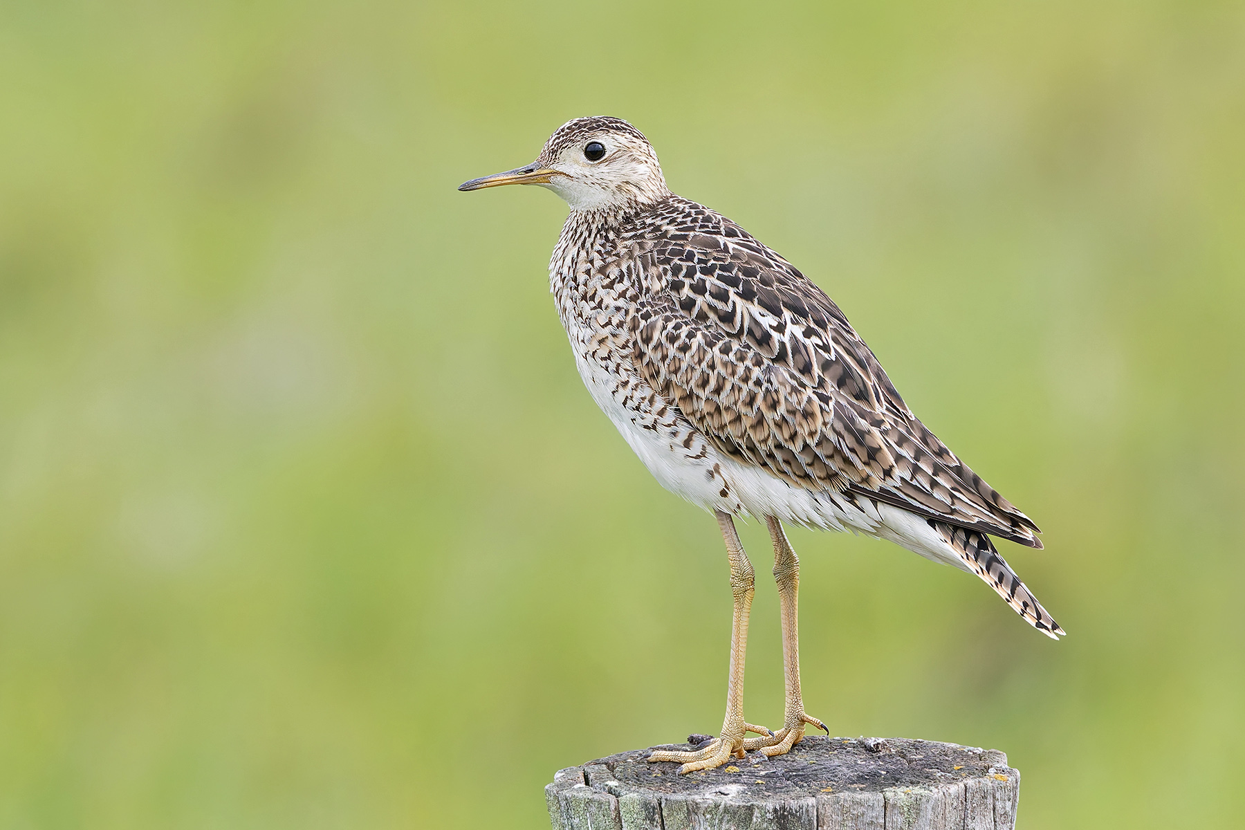 Upland Sandpiper (image by Pete Morris)