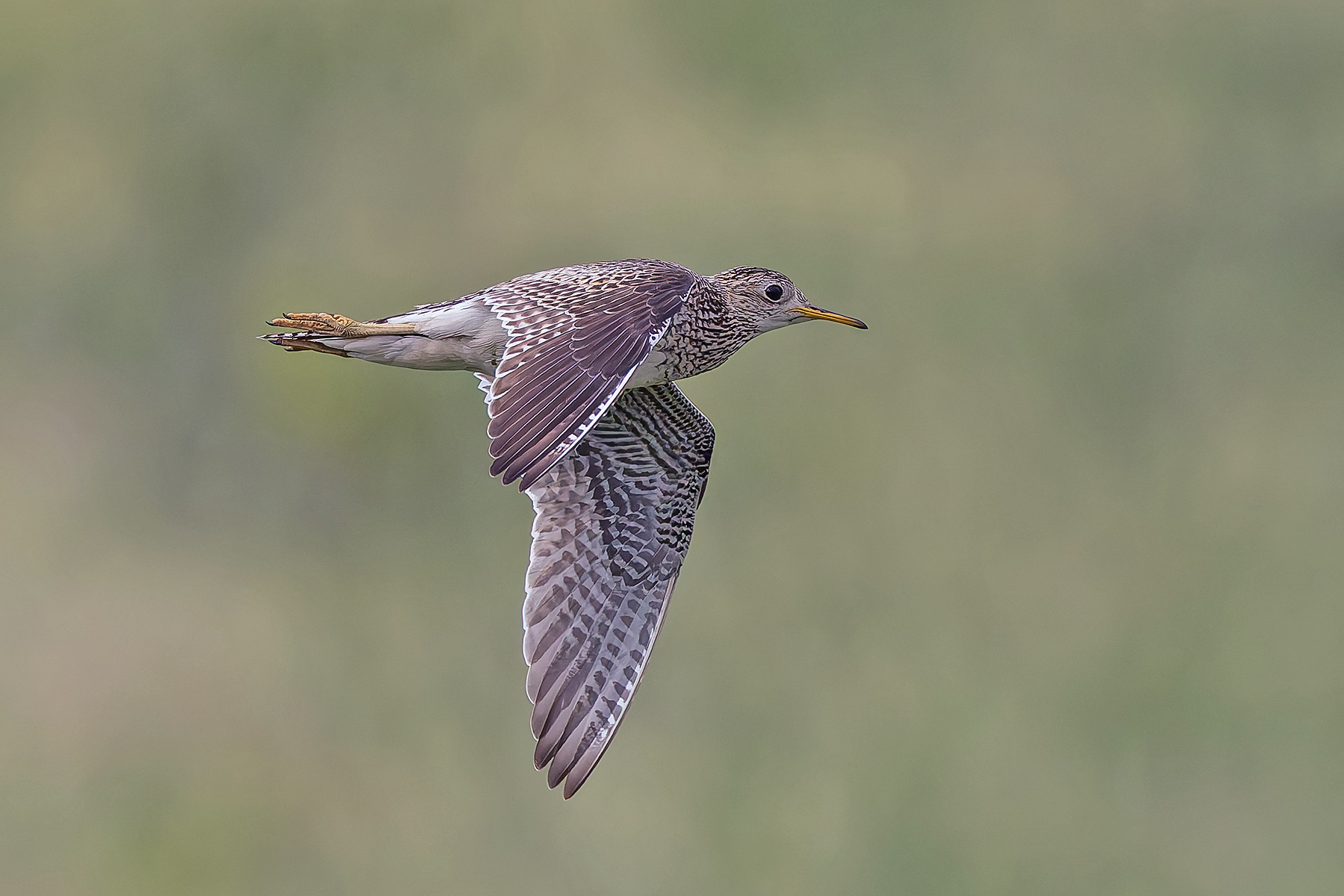 Upland Sandpiper (image by Pete Morris)