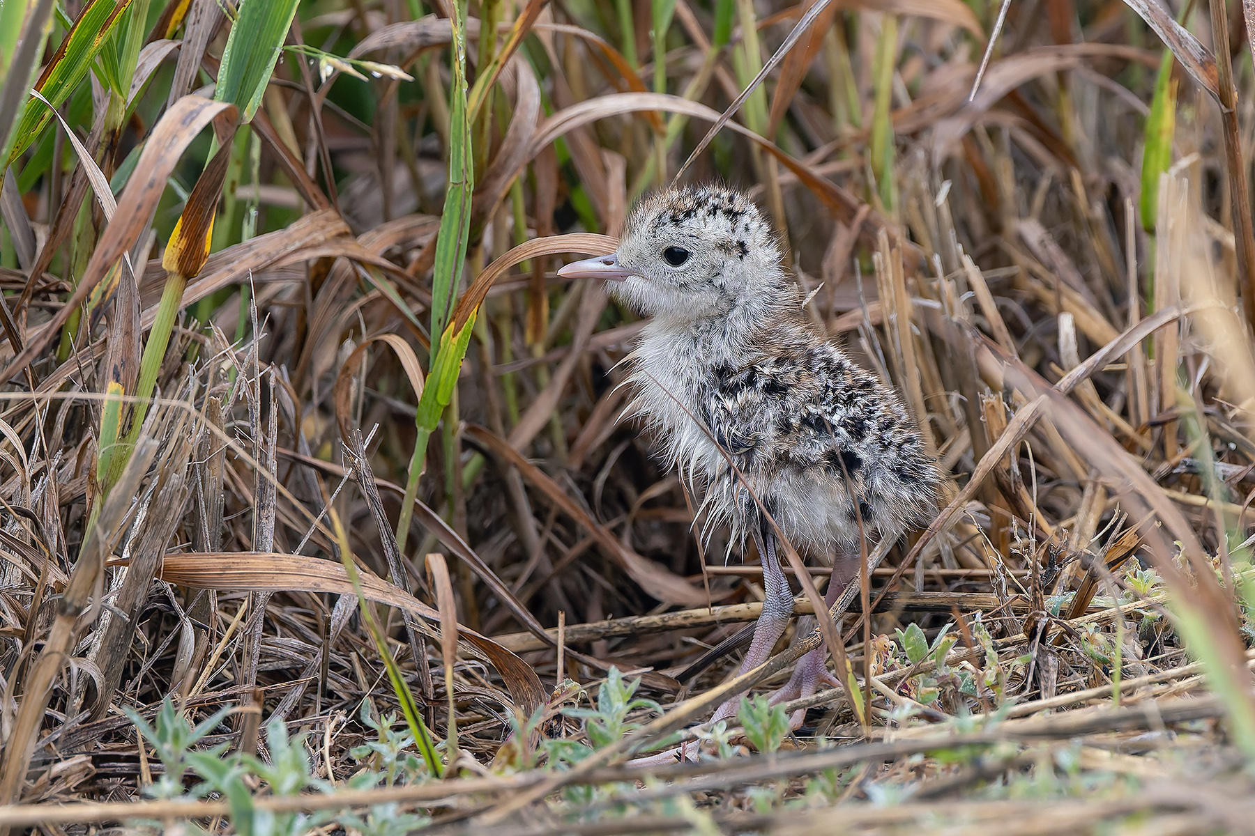Upland Sandpiper chick (image by Pete Morris)