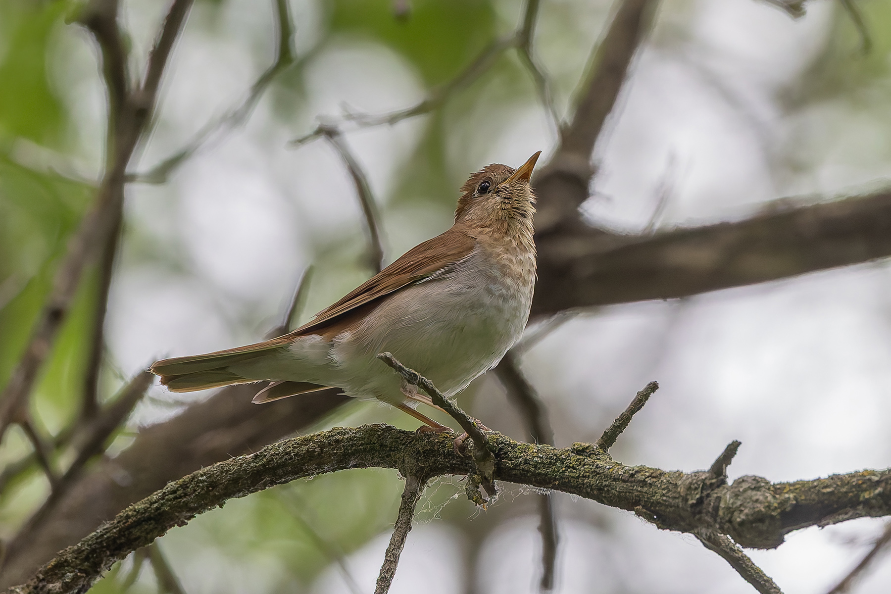 Veery (image by Pete Morris)