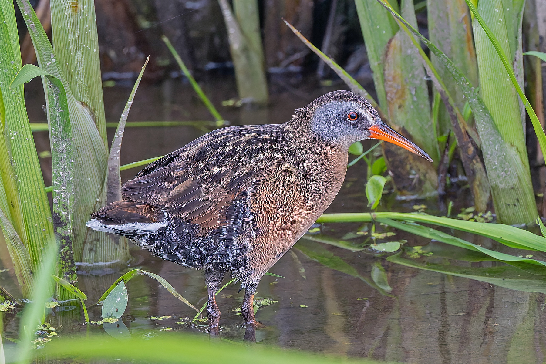 Virginia Rail (image by Pete Morris)