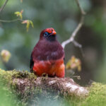 Ward's Trogon (image by Hannu Jännes)