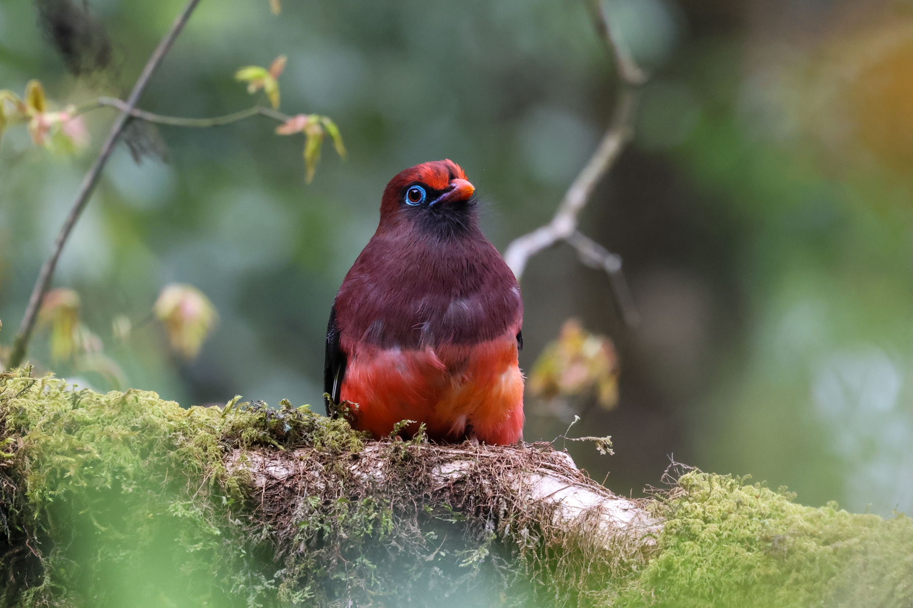 Ward's Trogon (image by Hannu Jännes)