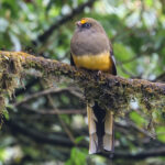 Ward's Trogon (image by Hannu Jännes)