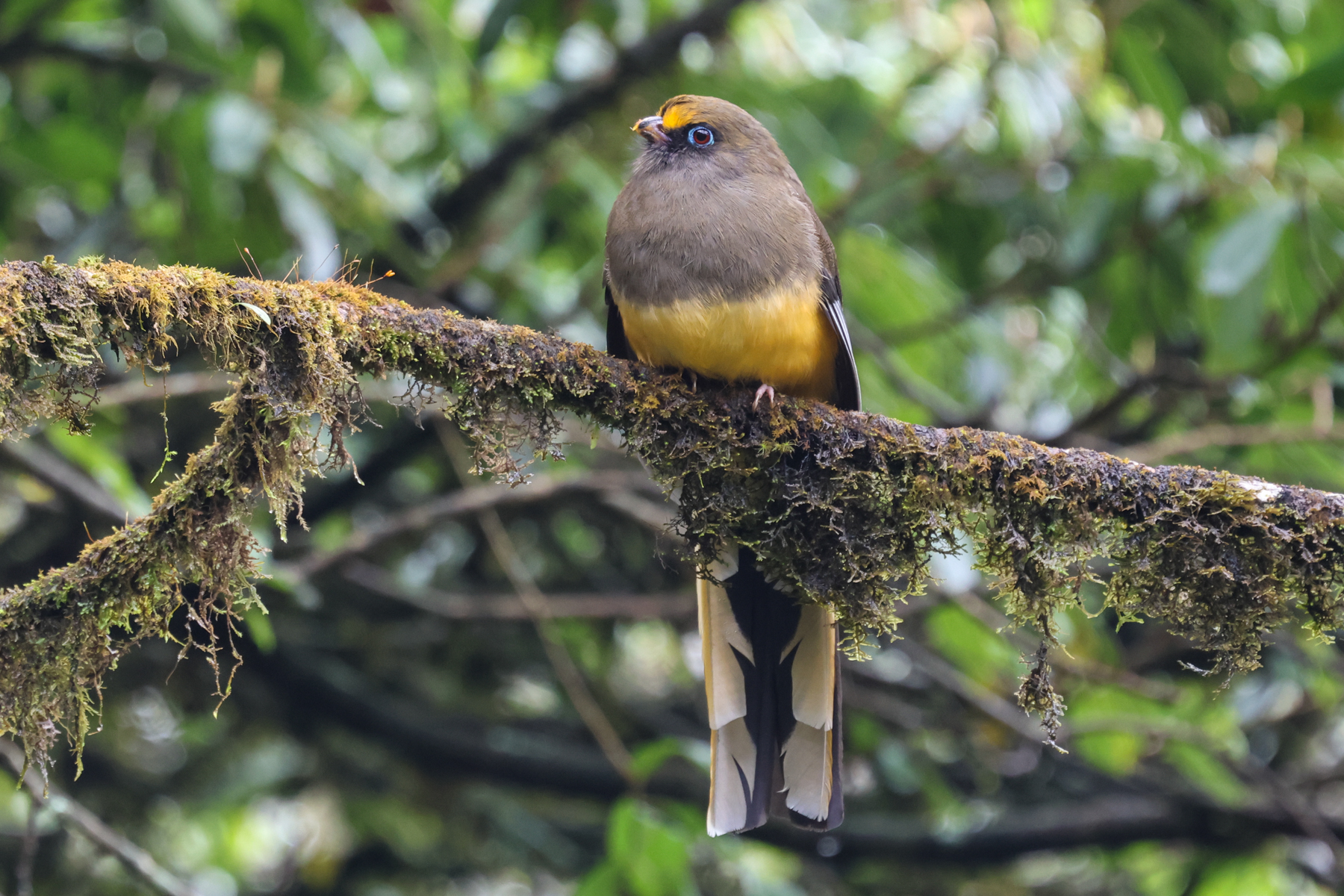 Ward's Trogon (image by Hannu Jännes)
