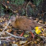 Weka (image by Jeffrey Higgott)