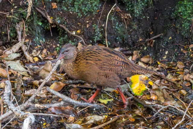 Weka (image by Jeffrey Higgott)