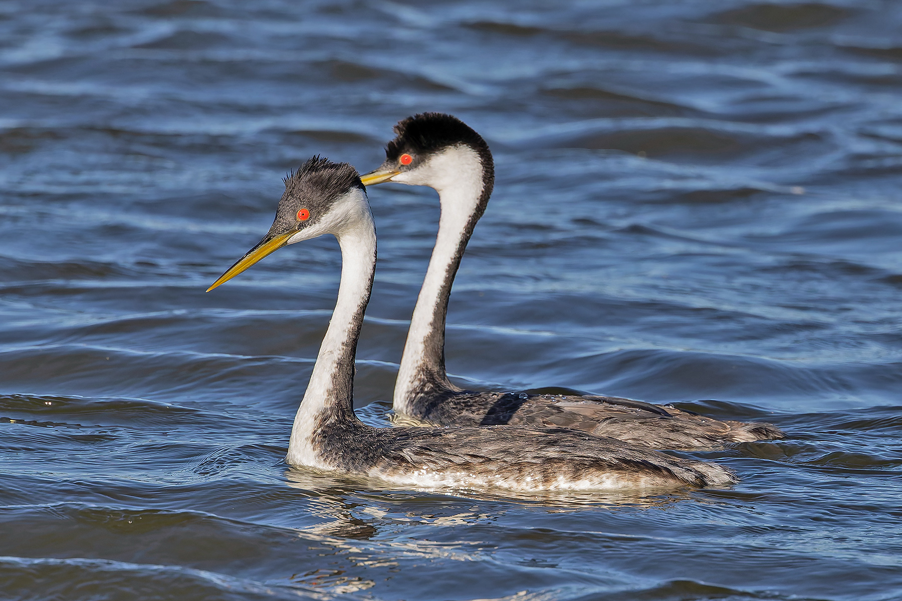 Western Grebes (image by Pete Morris)