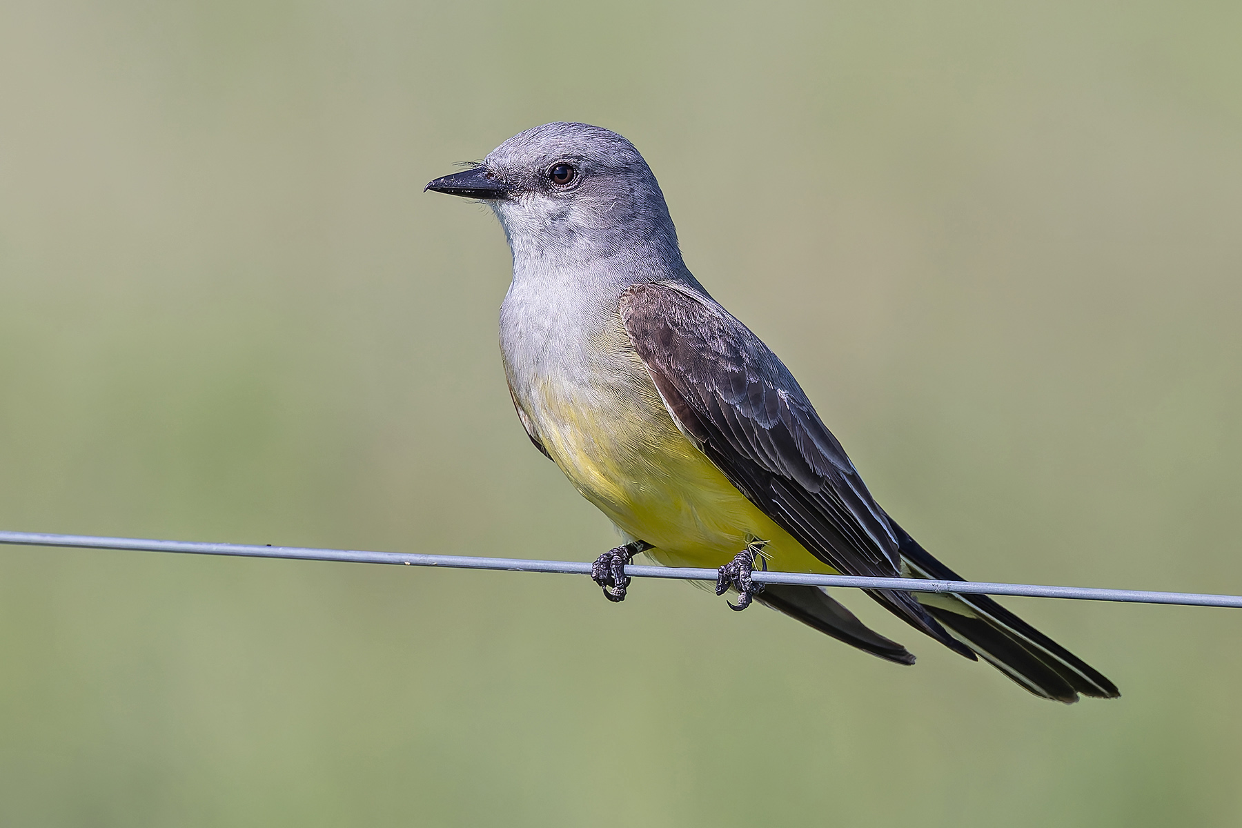 Western Kingbird (image by Pete Morris)