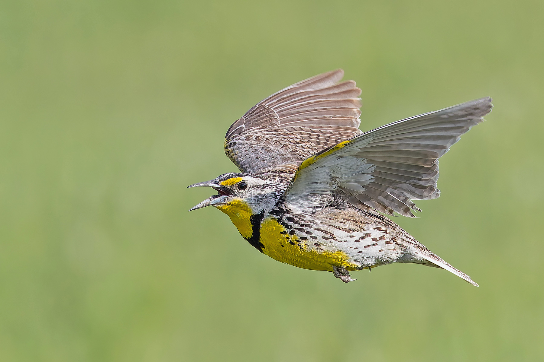 Western Meadowlark (image by Pete Morris)