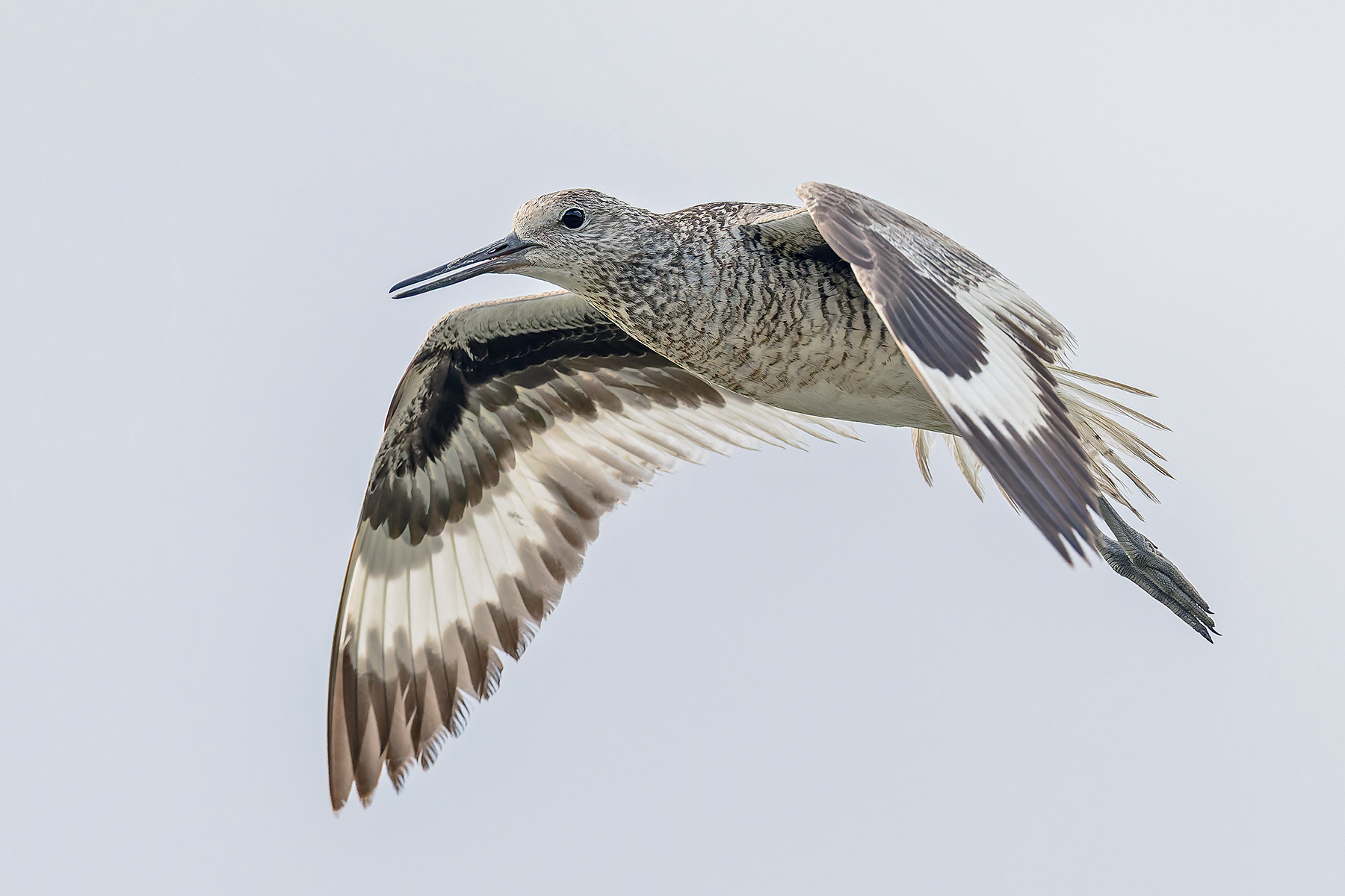 Western Willet (image by Pete Morris)