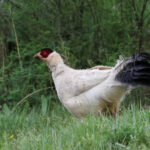 White Eared Pheasant (image by Hannu Jännes)