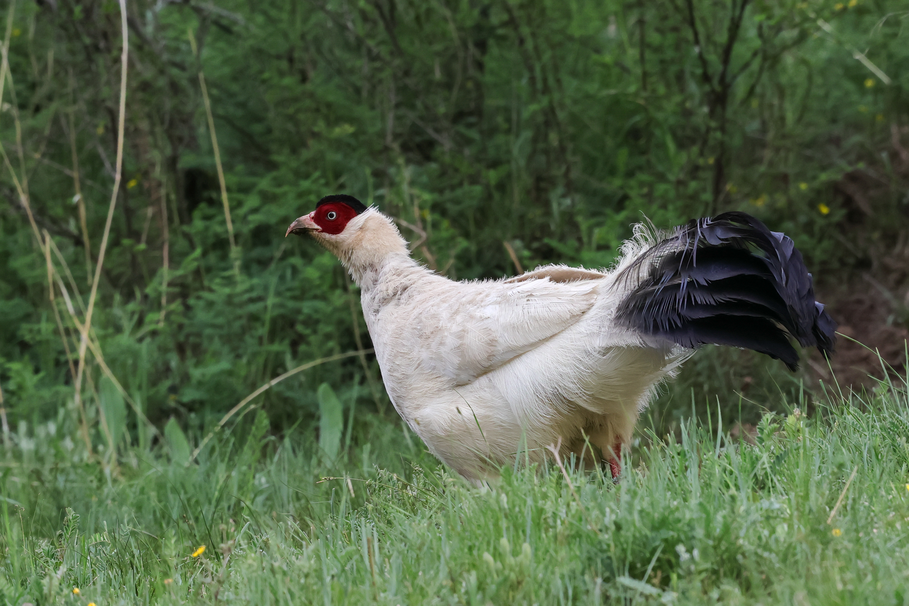 White Eared Pheasant (image by Hannu Jännes)