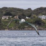 White-capped (Shy) Albatross (image by Jeffrey Higgott)