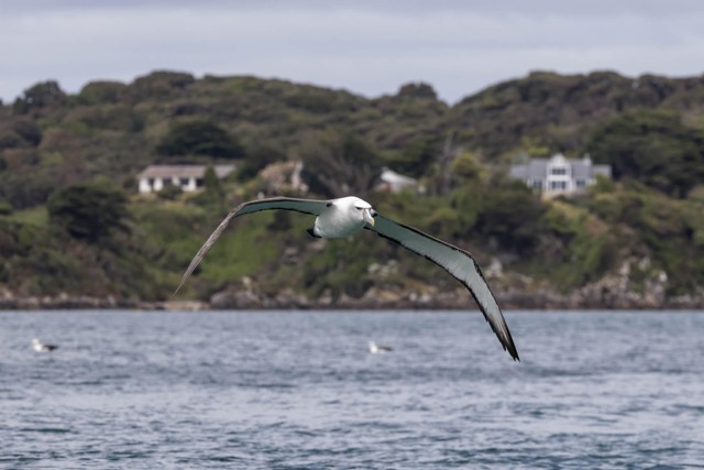 White-capped (Shy) Albatross (image by Jeffrey Higgott)