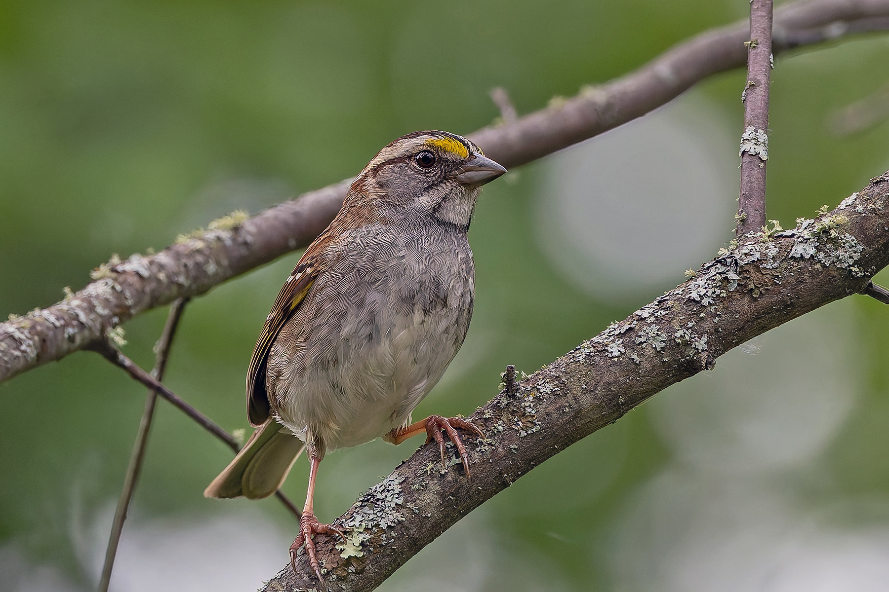 White-throated Sparrow (image by Pete Morris)