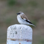 White-winged Snowfinch (image by Hannu Jännes)