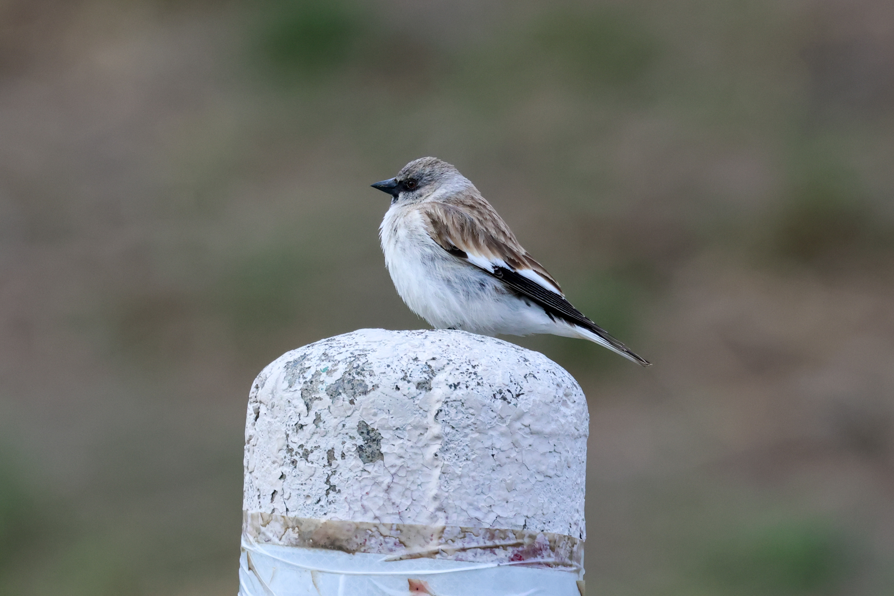 White-winged Snowfinch (image by Hannu Jännes)