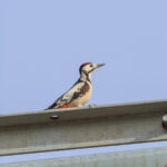 White-winged Woodpecker (image by Hannu Jännes)