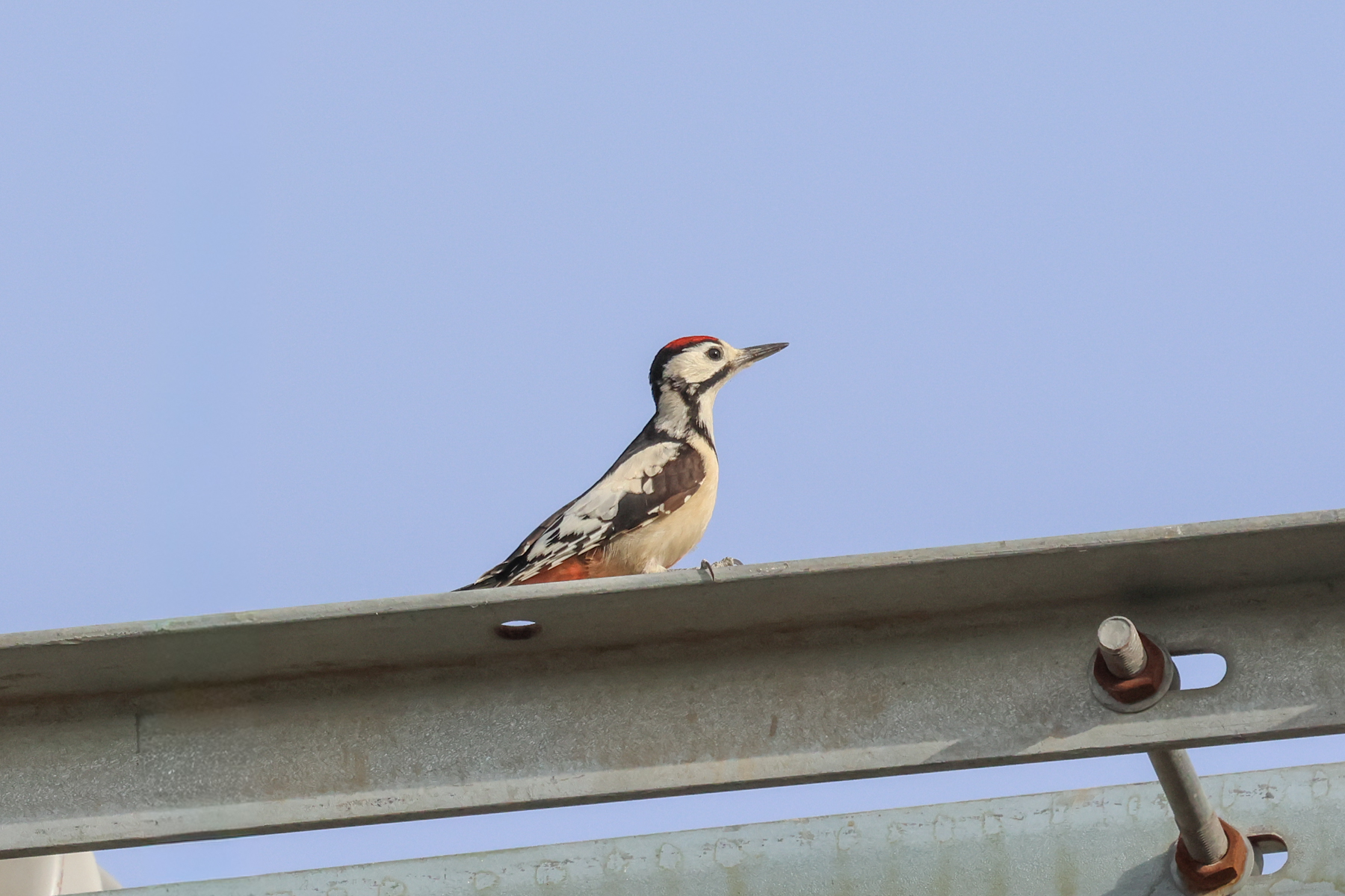White-winged Woodpecker (image by Hannu Jännes)