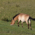 Wild Horse (image by Hannu Jännes)