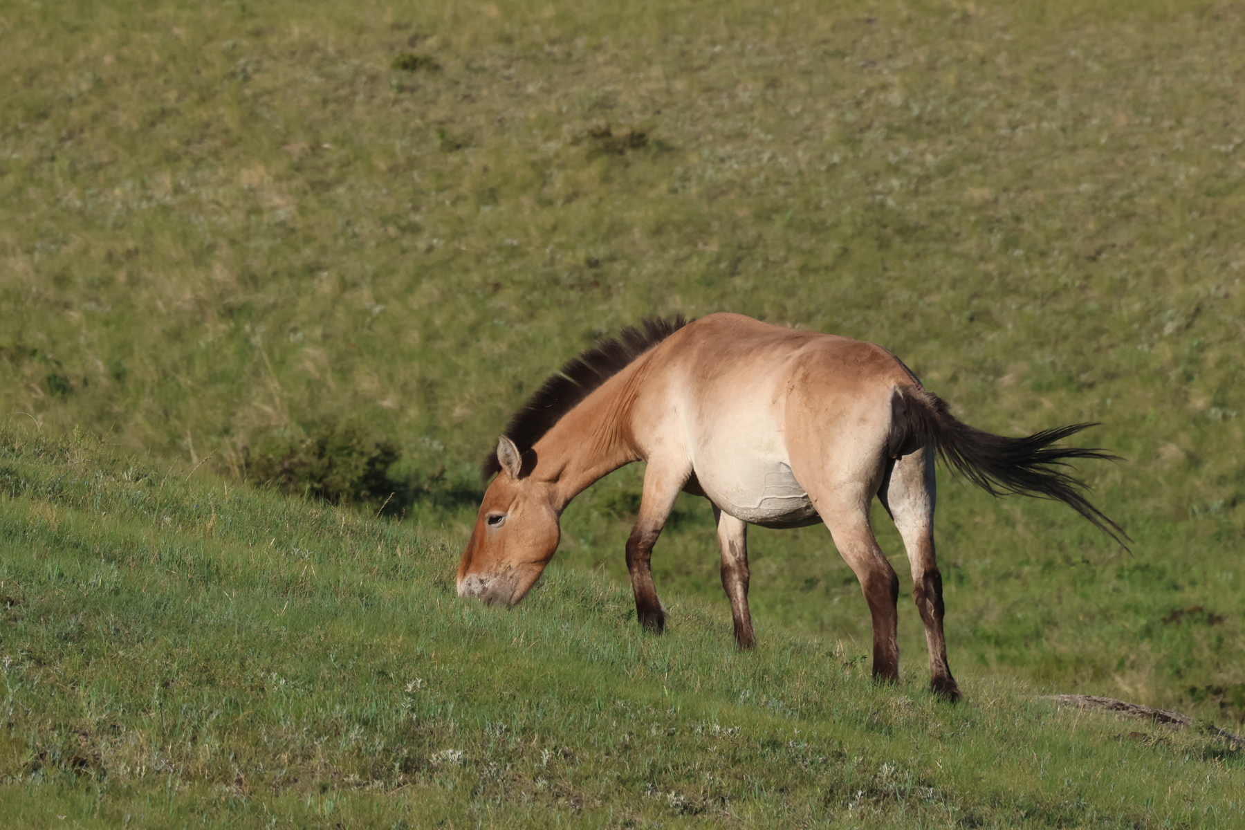 Wild Horse (image by Hannu Jännes)