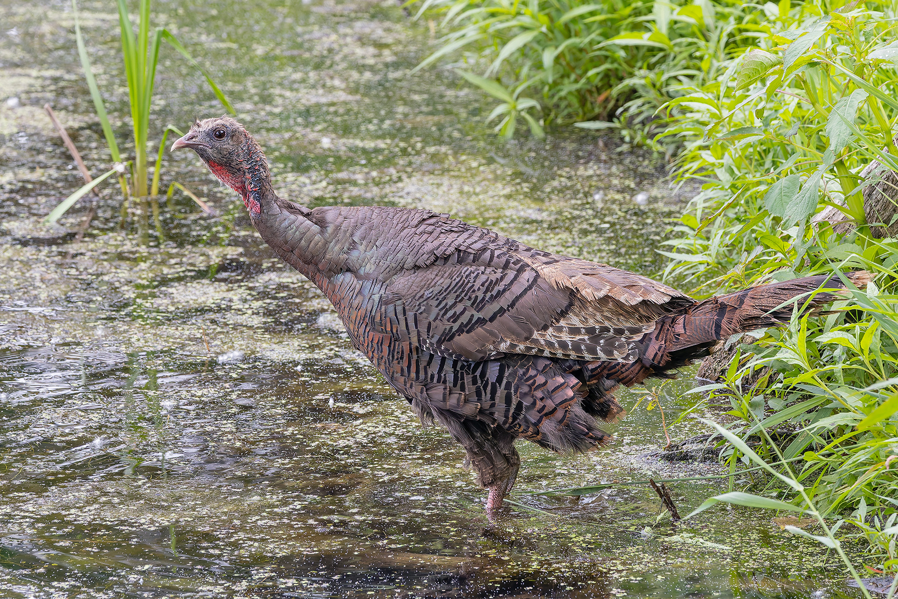Wild Turkey (image by Pete Morris)