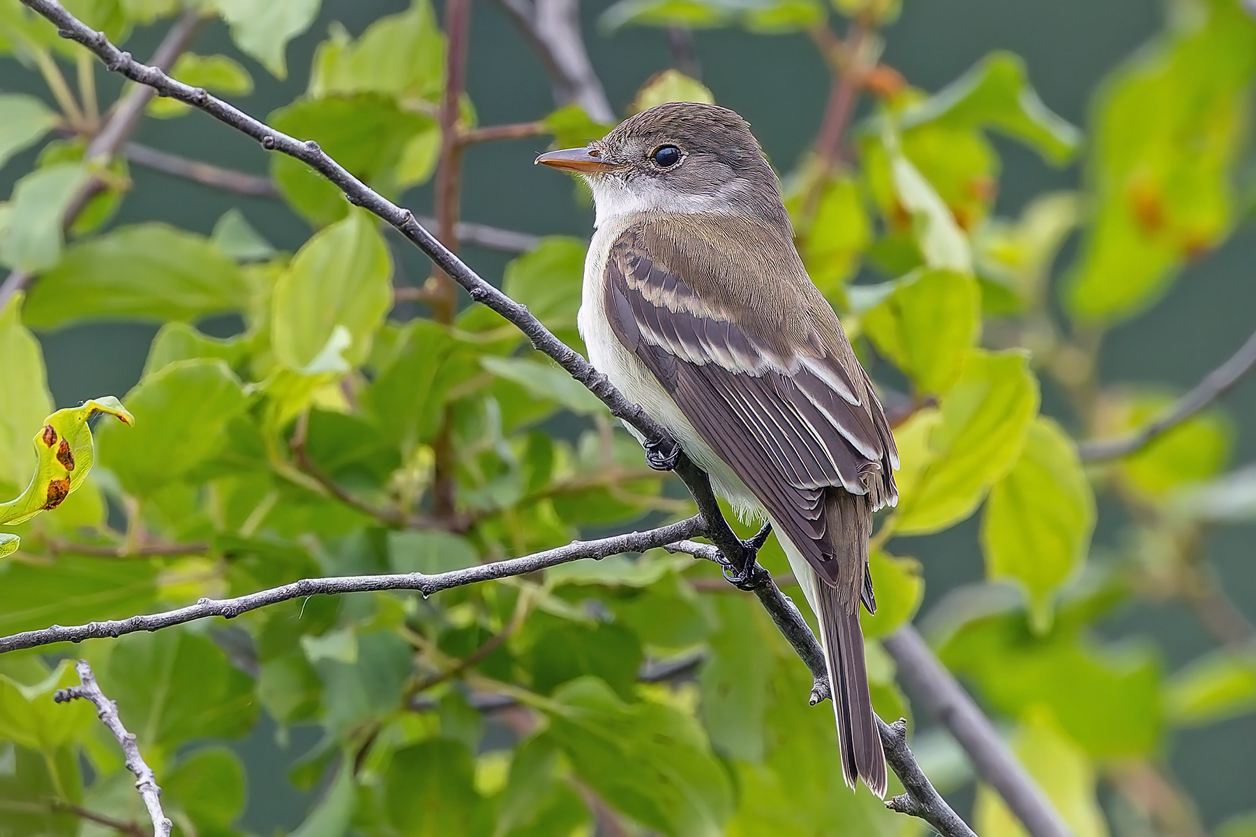 Willow Flycatcher (image by Pete Morris)