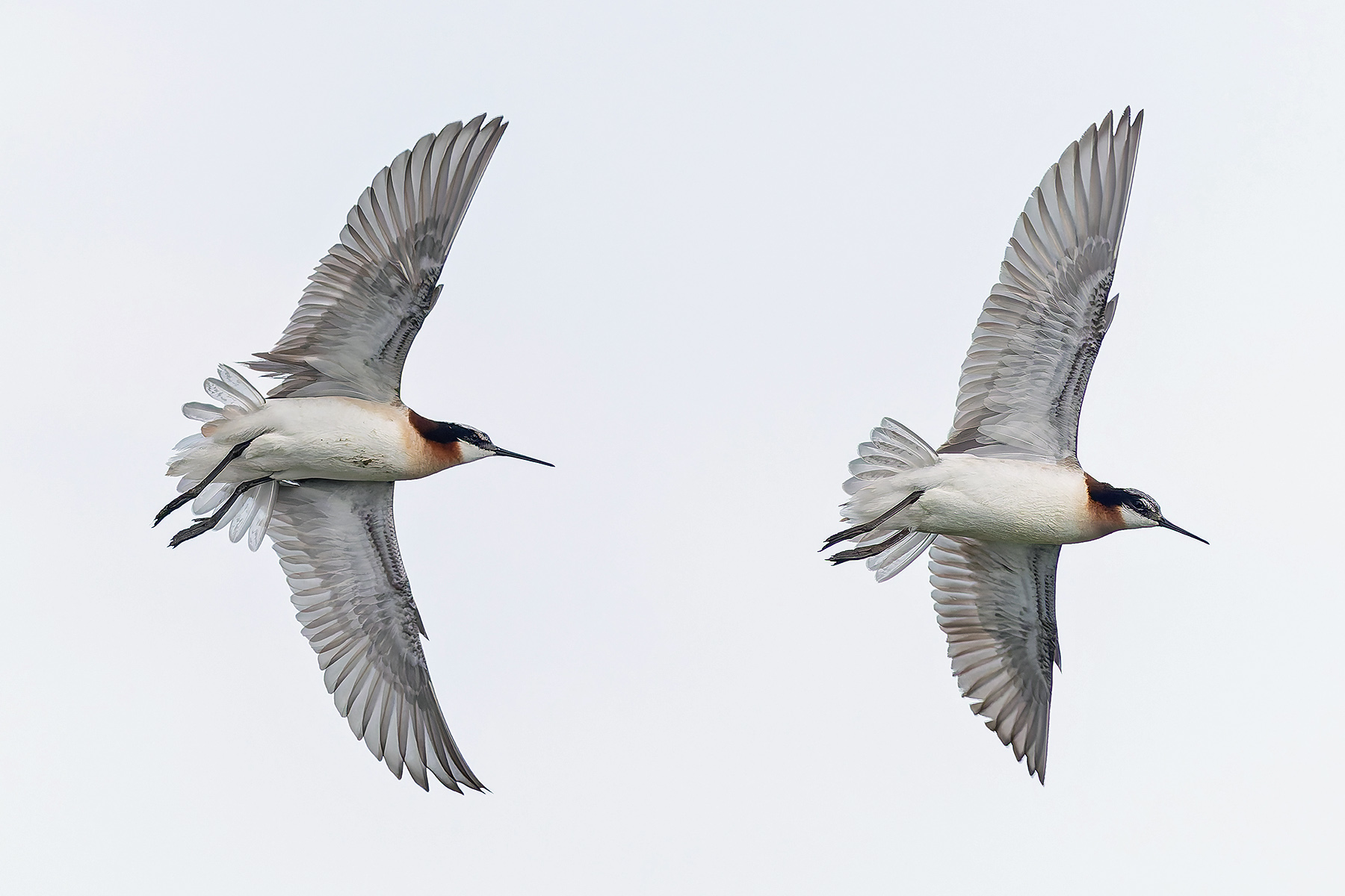 Wilson's Phalaropes (image by Pete Morris)