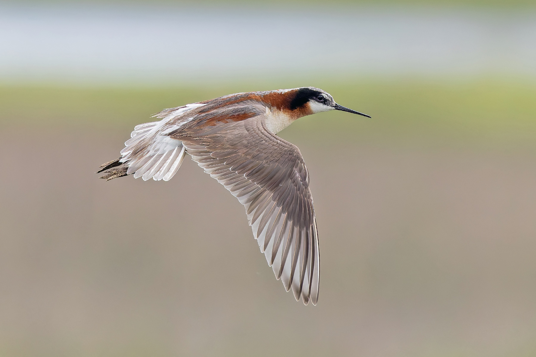 Wilson's Phalarope (image by Pete Morris)