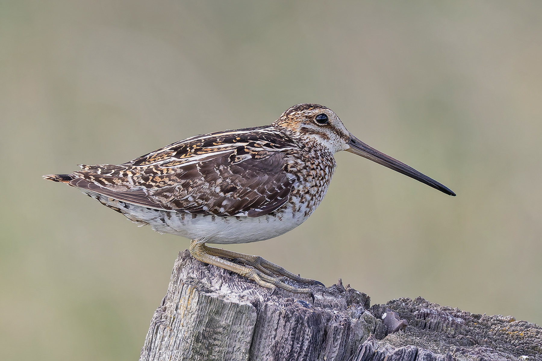 Wilson's Snipe (image by Pete Morris)