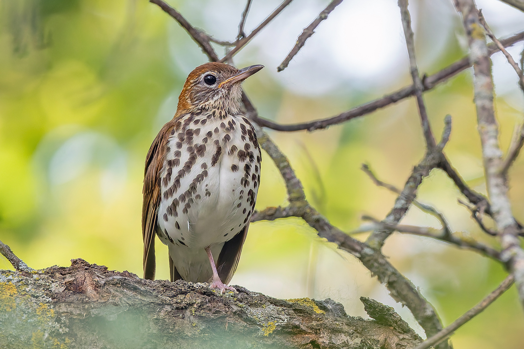 Wood Thrush (image by Pete Morris)