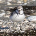 Wrybill (image by Jeffrey Higgott)