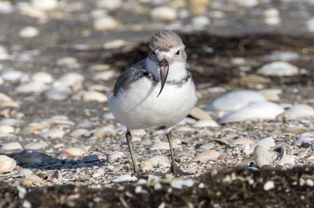 Wrybill (image by Jeffrey Higgott)