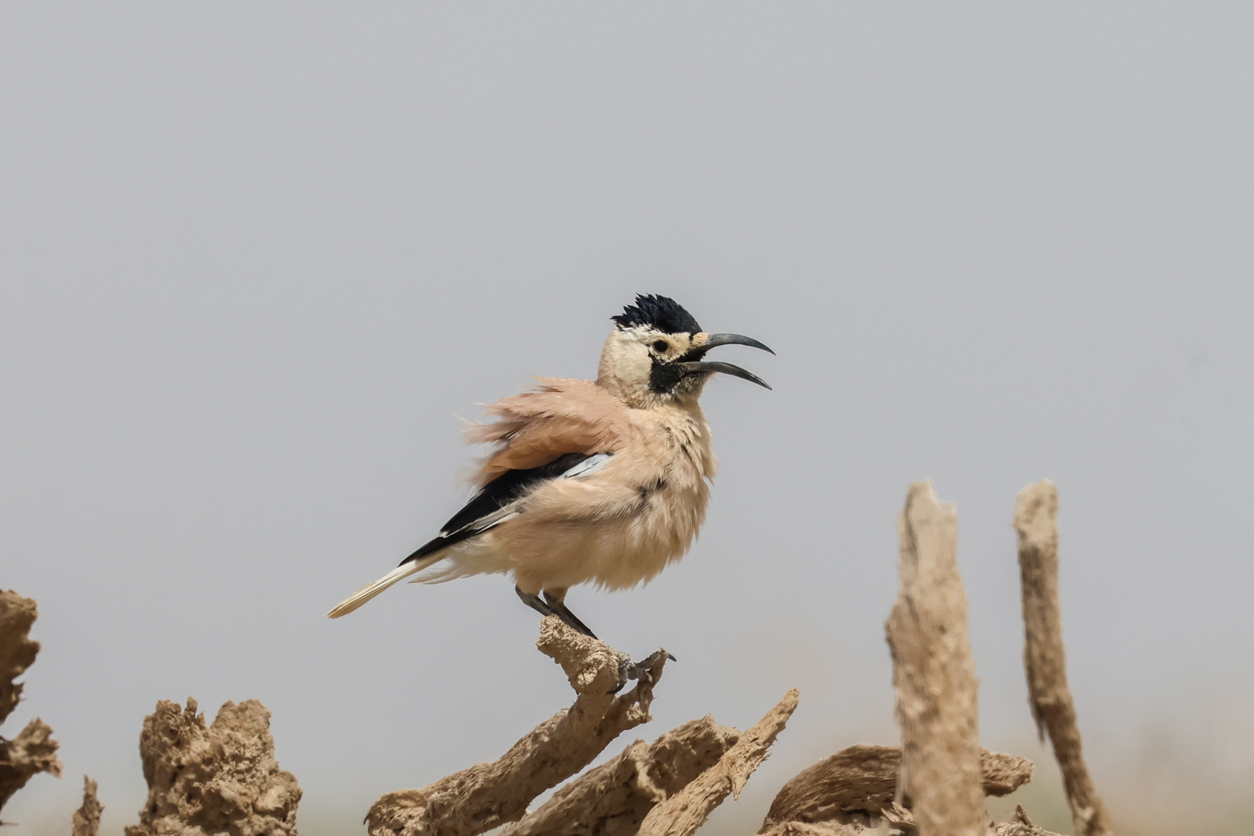 Xinjiang Ground Jay (image by Hannu Jännes)